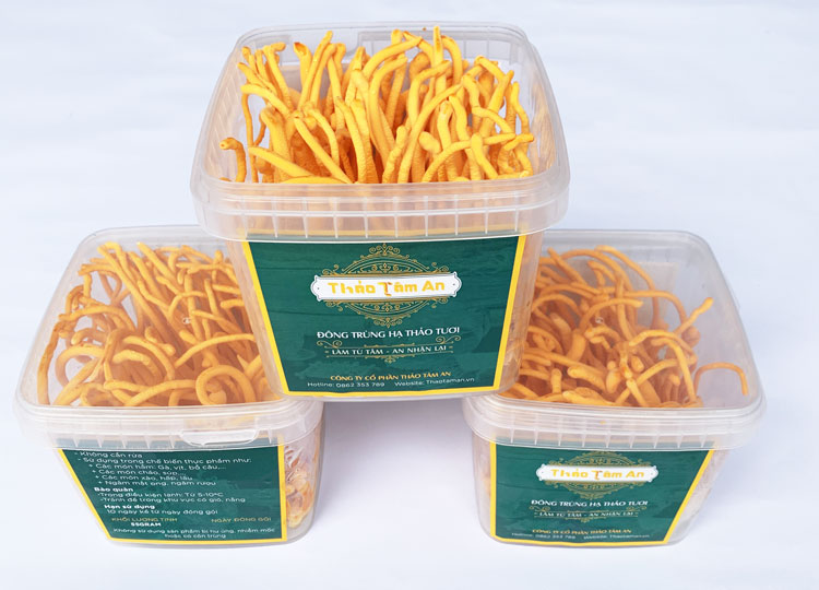 Tổng hợp Hình Ảnh Đông Trùng Hạ Thảo Tươi, Khô, Rượu, Con 17 Đông trùng hạ thảo tươi được nuôi cấy trong các hộp nhưa, trọng lượng khoảng 15gram