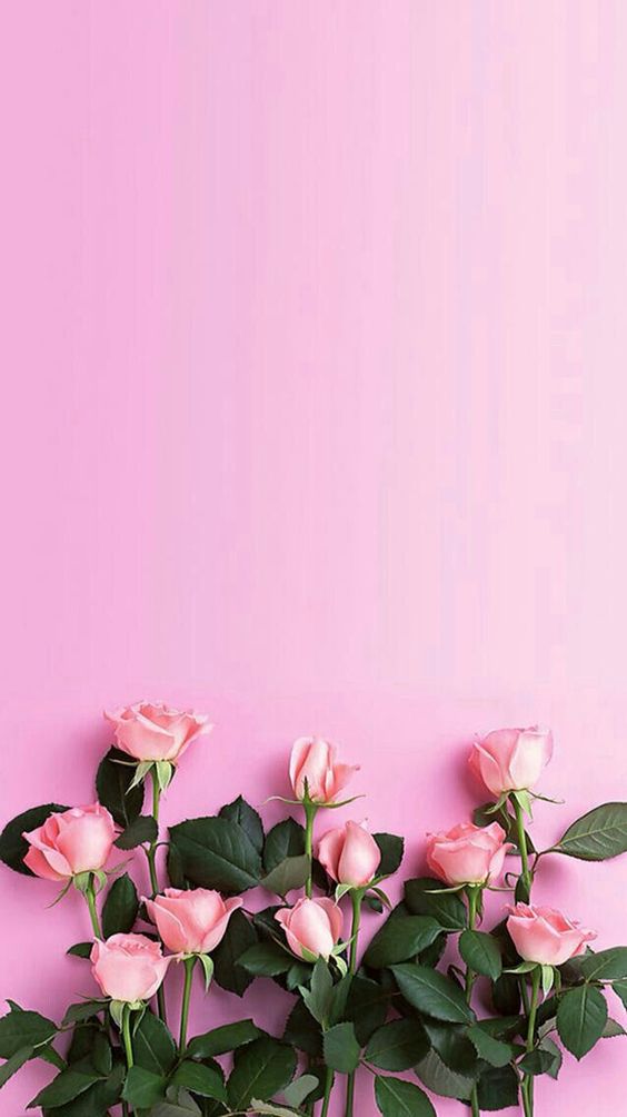 TOP 50+ Hình Nền Màu Hồng Cam Cute Dễ Thương Và Đáng Yêu Nhất 103 TOP 50+ Hình Nền Màu Hồng Cam Cute Dễ Thương Và Đáng Yêu Nhất 87