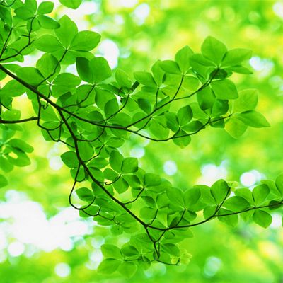 Top 70+ Hình Ảnh Nền Màu Xanh Lá Cây (Xanh Lục) Đẹp Chất Nhất Hiện Nay 85 Top 70+ Hình Ảnh Nền Màu Xanh Lá Cây (Xanh Lục) Đẹp Chất Nhất Hiện Nay 48