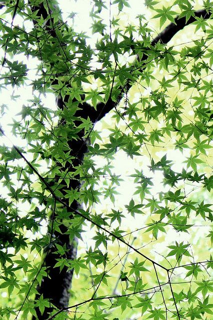 Top 70+ Hình Ảnh Nền Màu Xanh Lá Cây (Xanh Lục) Đẹp Chất Nhất Hiện Nay 96 Top 70+ Hình Ảnh Nền Màu Xanh Lá Cây (Xanh Lục) Đẹp Chất Nhất Hiện Nay 58
