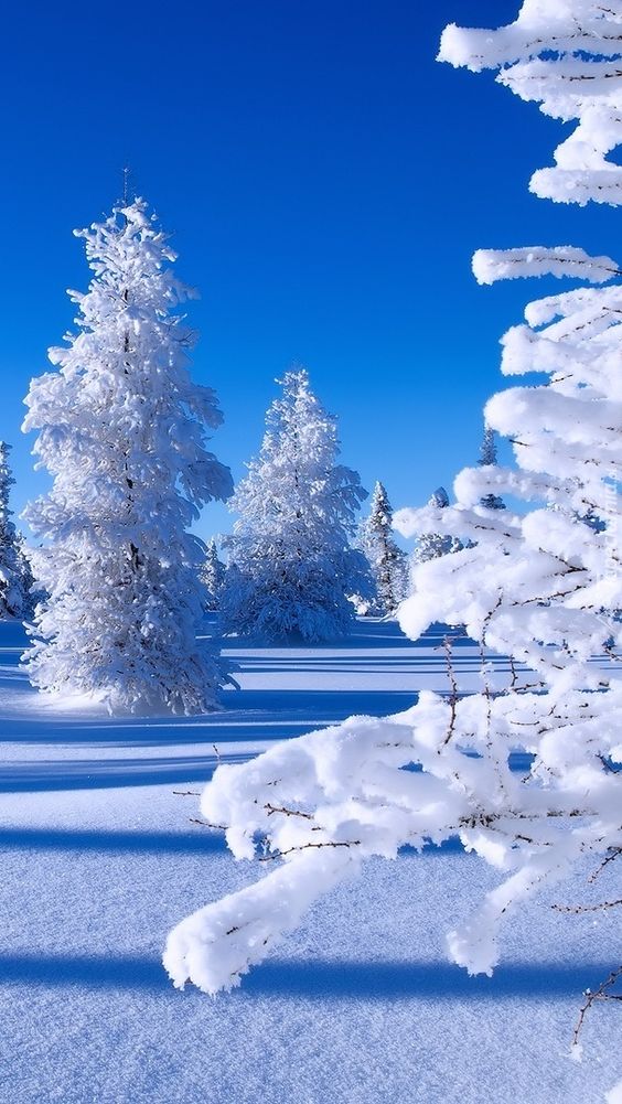 Top 65+ Hình Nền Noel, Giáng Sinh Đẹp Lung Linh Sắc Nét Chất và Ấn Tượng Nhất 59 Hình nền Noel đẹp