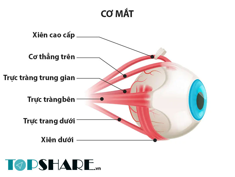 Giải mã Giật mắt trái hay Nháy mắt trái ở Nam Nữ theo quan niệm Khoa học 12 Quan niệm khoa học về hiện tượng Giật mắt trái giật hay Nháy mắt trái ở Nam Nữ