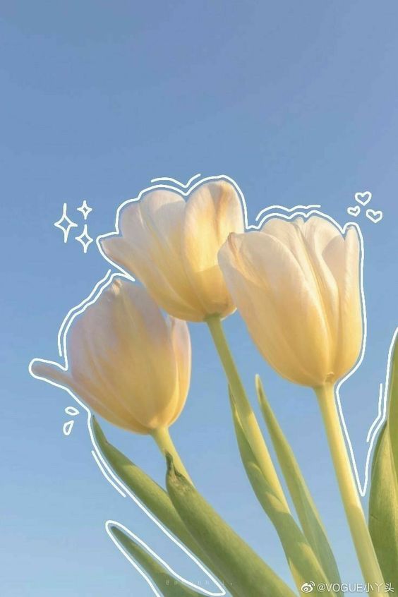 TOP 199+ Hình Nền Hoa Tulip Đẹp Lung Linh, Trang Nhã & Thanh Lịch Nhất Hiện Nay 90 TOP 199+ Hình Nền Hoa Tulip Đẹp Lung Linh, Trang Nhã & Thanh Lịch Nhất Hiện Nay 74