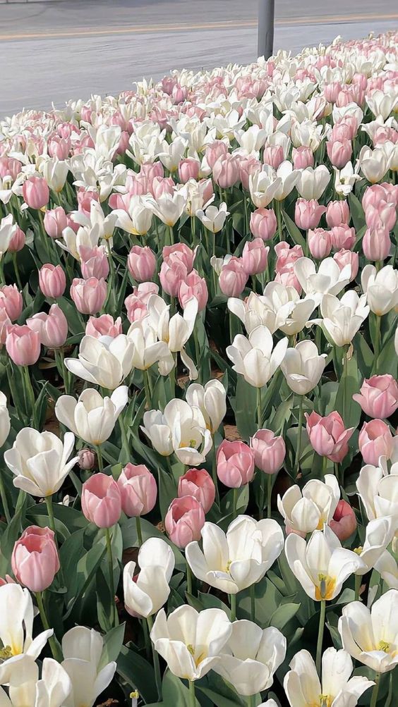 TOP 199+ Hình Nền Hoa Tulip Đẹp Lung Linh, Trang Nhã & Thanh Lịch Nhất Hiện Nay 91 Hình nền hoa Tulip trắng đẹp