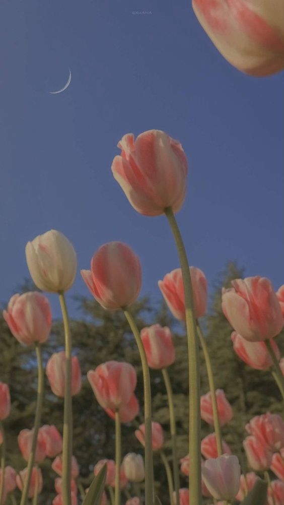 TOP 199+ Hình Nền Hoa Tulip Đẹp Lung Linh, Trang Nhã & Thanh Lịch Nhất Hiện Nay 93 TOP 199+ Hình Nền Hoa Tulip Đẹp Lung Linh, Trang Nhã & Thanh Lịch Nhất Hiện Nay 76
