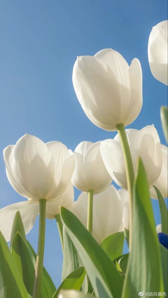 TOP 199+ Hình Nền Hoa Tulip Đẹp Lung Linh, Trang Nhã & Thanh Lịch Nhất Hiện Nay 95 TOP 199+ Hình Nền Hoa Tulip Đẹp Lung Linh, Trang Nhã & Thanh Lịch Nhất Hiện Nay 78