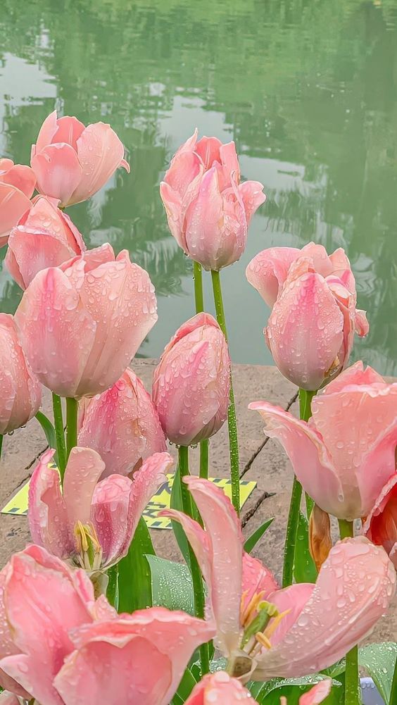 TOP 199+ Hình Nền Hoa Tulip Đẹp Lung Linh, Trang Nhã & Thanh Lịch Nhất Hiện Nay 79 Hình nền hoa Tulip lung linh