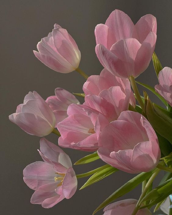 TOP 199+ Hình Nền Hoa Tulip Đẹp Lung Linh, Trang Nhã & Thanh Lịch Nhất Hiện Nay 98 TOP 199+ Hình Nền Hoa Tulip Đẹp Lung Linh, Trang Nhã & Thanh Lịch Nhất Hiện Nay 81