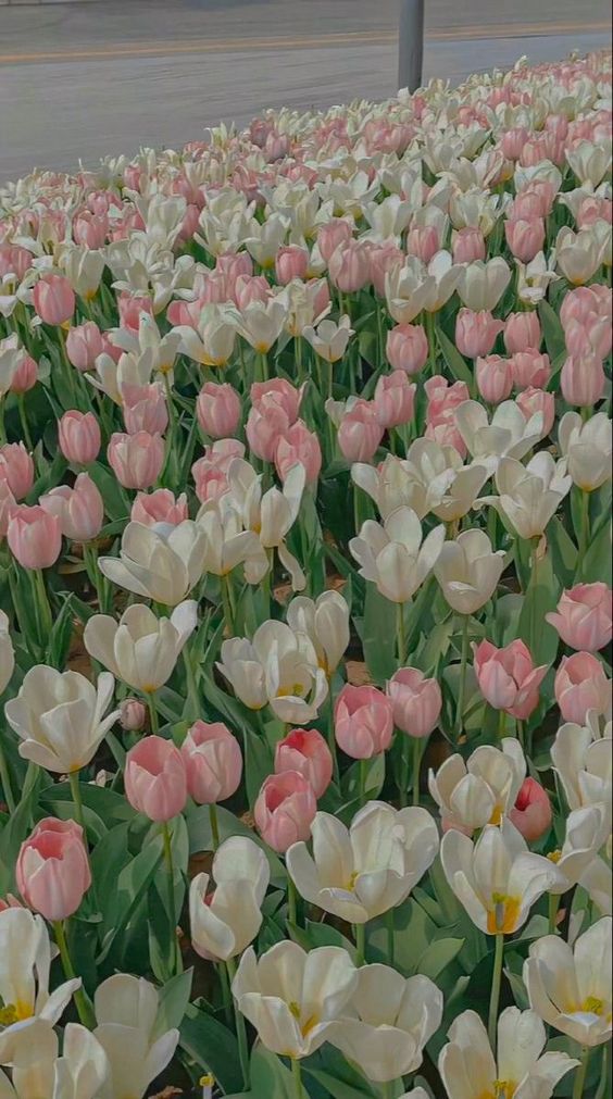 TOP 199+ Hình Nền Hoa Tulip Đẹp Lung Linh, Trang Nhã & Thanh Lịch Nhất Hiện Nay 99 TOP 199+ Hình Nền Hoa Tulip Đẹp Lung Linh, Trang Nhã & Thanh Lịch Nhất Hiện Nay 82
