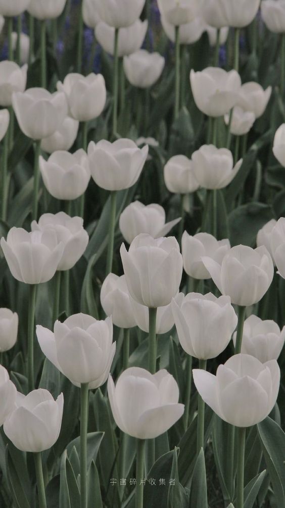 TOP 199+ Hình Nền Hoa Tulip Đẹp Lung Linh, Trang Nhã & Thanh Lịch Nhất Hiện Nay 100 Hình nền hoa Tulip trắng lung linh