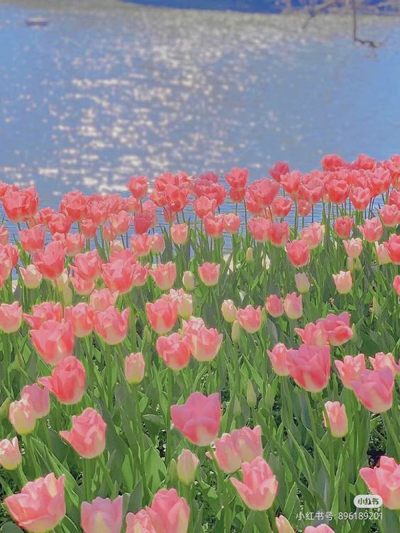 TOP 199+ Hình Nền Hoa Tulip Đẹp Lung Linh, Trang Nhã & Thanh Lịch Nhất Hiện Nay 101 TOP 199+ Hình Nền Hoa Tulip Đẹp Lung Linh, Trang Nhã & Thanh Lịch Nhất Hiện Nay 83