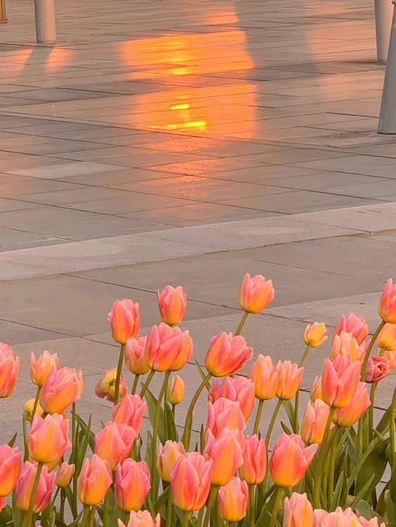 TOP 199+ Hình Nền Hoa Tulip Đẹp Lung Linh, Trang Nhã & Thanh Lịch Nhất Hiện Nay 105 TOP 199+ Hình Nền Hoa Tulip Đẹp Lung Linh, Trang Nhã & Thanh Lịch Nhất Hiện Nay 87