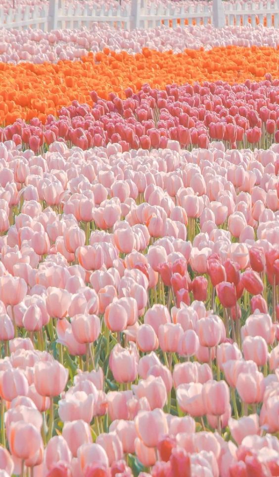TOP 199+ Hình Nền Hoa Tulip Đẹp Lung Linh, Trang Nhã & Thanh Lịch Nhất Hiện Nay 106 TOP 199+ Hình Nền Hoa Tulip Đẹp Lung Linh, Trang Nhã & Thanh Lịch Nhất Hiện Nay 88
