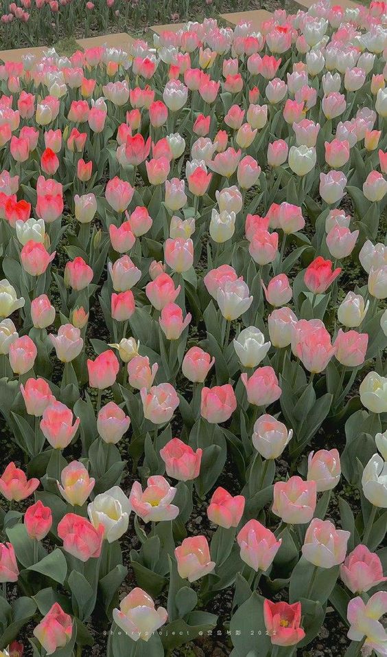 TOP 199+ Hình Nền Hoa Tulip Đẹp Lung Linh, Trang Nhã & Thanh Lịch Nhất Hiện Nay 107 TOP 199+ Hình Nền Hoa Tulip Đẹp Lung Linh, Trang Nhã & Thanh Lịch Nhất Hiện Nay 89