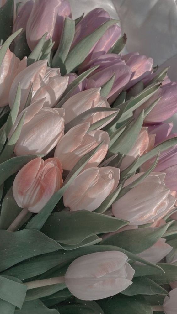 TOP 199+ Hình Nền Hoa Tulip Đẹp Lung Linh, Trang Nhã & Thanh Lịch Nhất Hiện Nay 108 TOP 199+ Hình Nền Hoa Tulip Đẹp Lung Linh, Trang Nhã & Thanh Lịch Nhất Hiện Nay 90