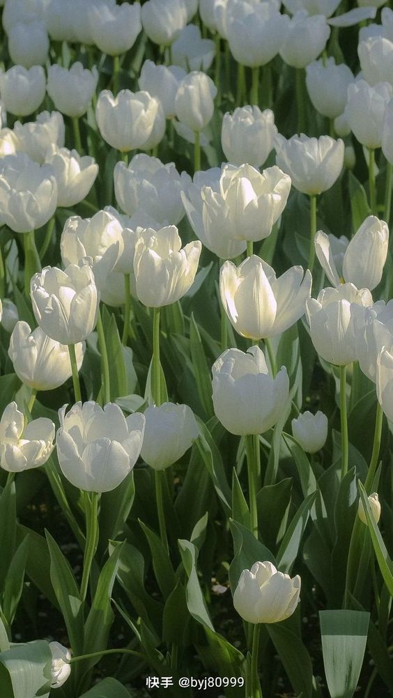 TOP 199+ Hình Nền Hoa Tulip Đẹp Lung Linh, Trang Nhã & Thanh Lịch Nhất Hiện Nay 109 TOP 199+ Hình Nền Hoa Tulip Đẹp Lung Linh, Trang Nhã & Thanh Lịch Nhất Hiện Nay 91