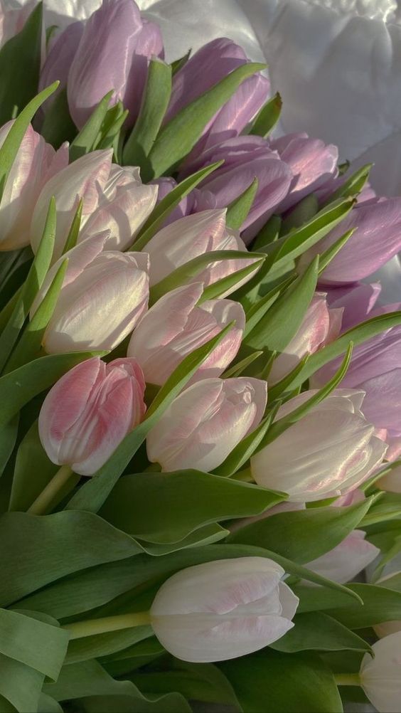 TOP 199+ Hình Nền Hoa Tulip Đẹp Lung Linh, Trang Nhã & Thanh Lịch Nhất Hiện Nay 115 TOP 199+ Hình Nền Hoa Tulip Đẹp Lung Linh, Trang Nhã & Thanh Lịch Nhất Hiện Nay 97