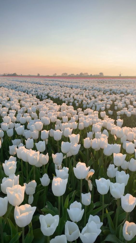 TOP 199+ Hình Nền Hoa Tulip Đẹp Lung Linh, Trang Nhã & Thanh Lịch Nhất Hiện Nay 81 TOP 199+ Hình Nền Hoa Tulip Đẹp Lung Linh, Trang Nhã & Thanh Lịch Nhất Hiện Nay 67