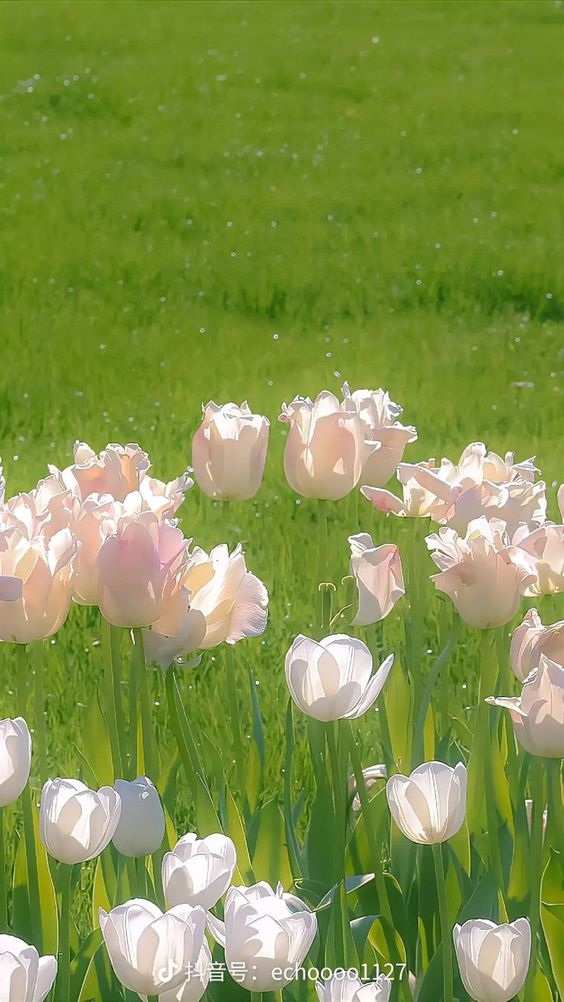TOP 199+ Hình Nền Hoa Tulip Đẹp Lung Linh, Trang Nhã & Thanh Lịch Nhất Hiện Nay 118 TOP 199+ Hình Nền Hoa Tulip Đẹp Lung Linh, Trang Nhã & Thanh Lịch Nhất Hiện Nay 100