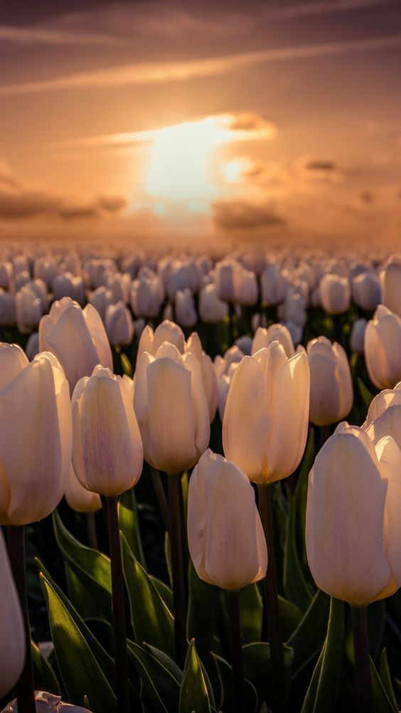 TOP 199+ Hình Nền Hoa Tulip Đẹp Lung Linh, Trang Nhã & Thanh Lịch Nhất Hiện Nay 119 TOP 199+ Hình Nền Hoa Tulip Đẹp Lung Linh, Trang Nhã & Thanh Lịch Nhất Hiện Nay 101