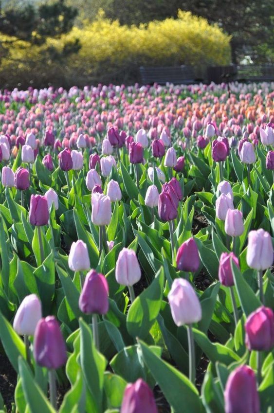 TOP 199+ Hình Nền Hoa Tulip Đẹp Lung Linh, Trang Nhã & Thanh Lịch Nhất Hiện Nay 124 TOP 199+ Hình Nền Hoa Tulip Đẹp Lung Linh, Trang Nhã & Thanh Lịch Nhất Hiện Nay 106