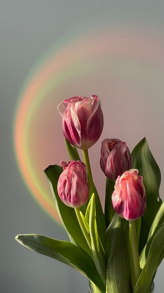 TOP 199+ Hình Nền Hoa Tulip Đẹp Lung Linh, Trang Nhã & Thanh Lịch Nhất Hiện Nay 126 TOP 199+ Hình Nền Hoa Tulip Đẹp Lung Linh, Trang Nhã & Thanh Lịch Nhất Hiện Nay 108