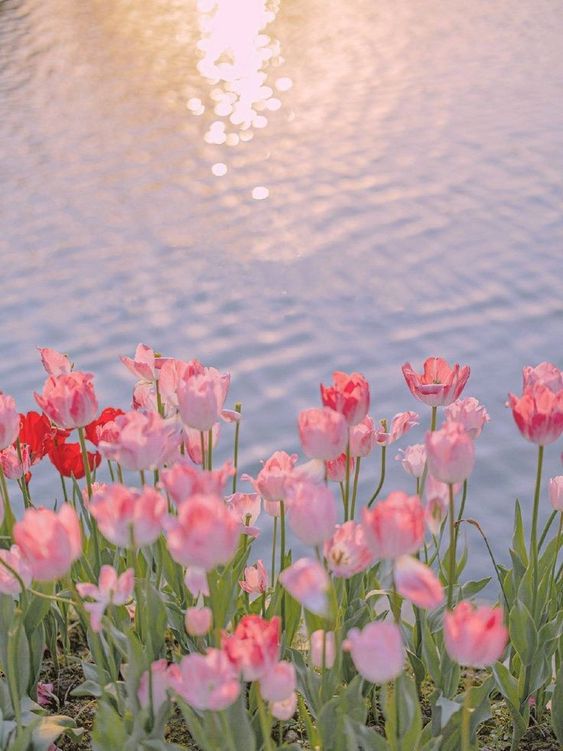 TOP 199+ Hình Nền Hoa Tulip Đẹp Lung Linh, Trang Nhã & Thanh Lịch Nhất Hiện Nay 129 TOP 199+ Hình Nền Hoa Tulip Đẹp Lung Linh, Trang Nhã & Thanh Lịch Nhất Hiện Nay 111