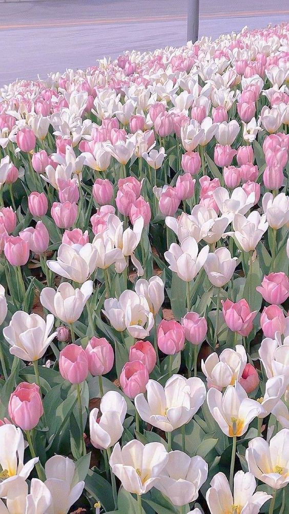 TOP 199+ Hình Nền Hoa Tulip Đẹp Lung Linh, Trang Nhã & Thanh Lịch Nhất Hiện Nay 132 TOP 199+ Hình Nền Hoa Tulip Đẹp Lung Linh, Trang Nhã & Thanh Lịch Nhất Hiện Nay 113