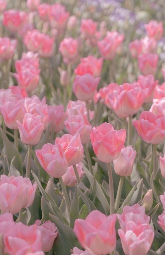 TOP 199+ Hình Nền Hoa Tulip Đẹp Lung Linh, Trang Nhã & Thanh Lịch Nhất Hiện Nay 135 TOP 199+ Hình Nền Hoa Tulip Đẹp Lung Linh, Trang Nhã & Thanh Lịch Nhất Hiện Nay 116