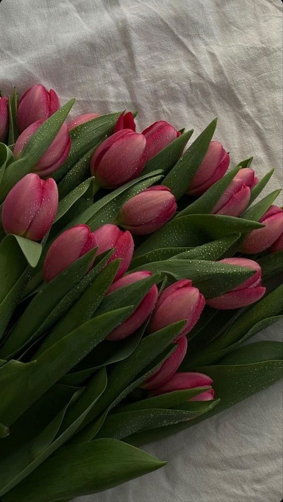 TOP 199+ Hình Nền Hoa Tulip Đẹp Lung Linh, Trang Nhã & Thanh Lịch Nhất Hiện Nay 142 TOP 199+ Hình Nền Hoa Tulip Đẹp Lung Linh, Trang Nhã & Thanh Lịch Nhất Hiện Nay 122