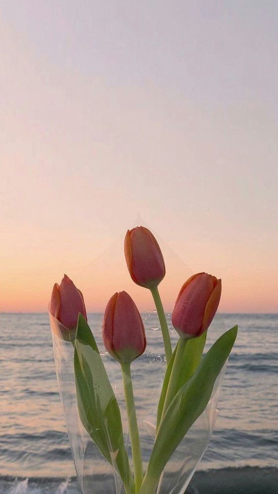 TOP 199+ Hình Nền Hoa Tulip Đẹp Lung Linh, Trang Nhã & Thanh Lịch Nhất Hiện Nay 146 TOP 199+ Hình Nền Hoa Tulip Đẹp Lung Linh, Trang Nhã & Thanh Lịch Nhất Hiện Nay 125