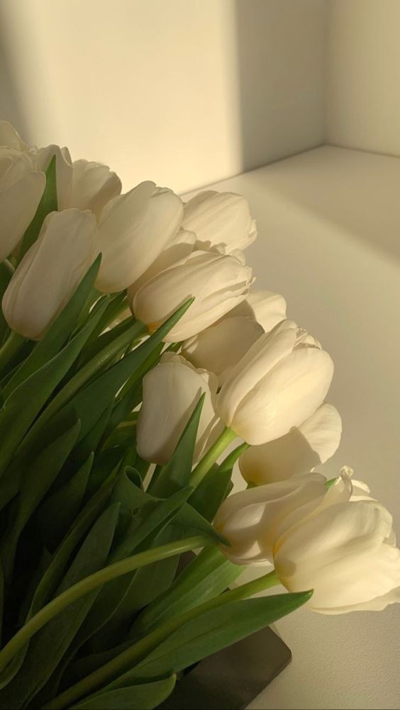 TOP 199+ Hình Nền Hoa Tulip Đẹp Lung Linh, Trang Nhã & Thanh Lịch Nhất Hiện Nay 148 Ảnh nền hoa Tulip trắng siêu xinh