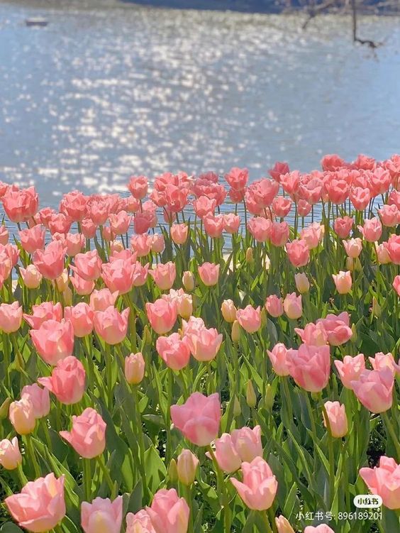 TOP 199+ Hình Nền Hoa Tulip Đẹp Lung Linh, Trang Nhã & Thanh Lịch Nhất Hiện Nay 149 TOP 199+ Hình Nền Hoa Tulip Đẹp Lung Linh, Trang Nhã & Thanh Lịch Nhất Hiện Nay 127