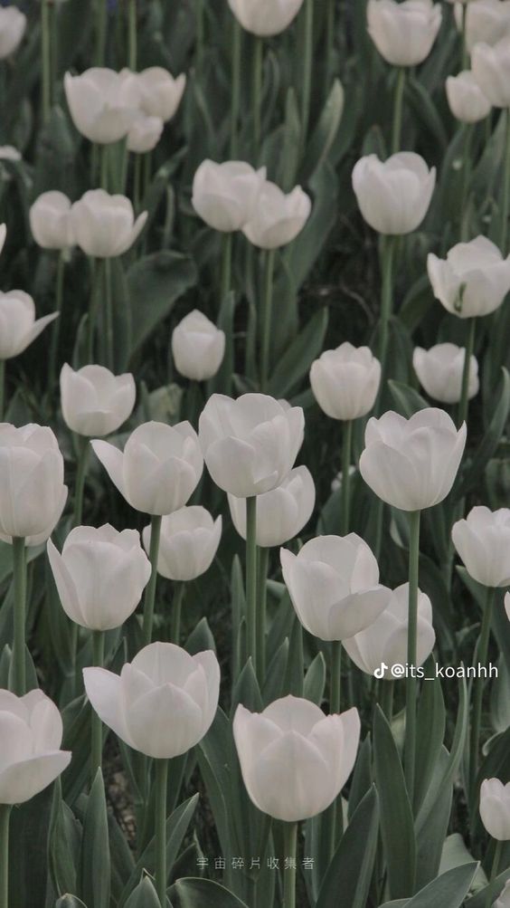 TOP 199+ Hình Nền Hoa Tulip Đẹp Lung Linh, Trang Nhã & Thanh Lịch Nhất Hiện Nay 150 TOP 199+ Hình Nền Hoa Tulip Đẹp Lung Linh, Trang Nhã & Thanh Lịch Nhất Hiện Nay 128