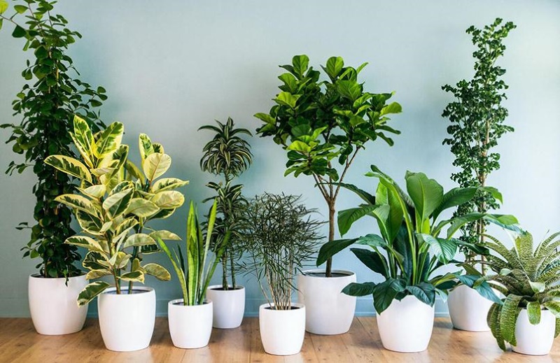 Đơn vị bán cây cảnh tại Hà Nội uy tín, chất lượng 6 LASC Hà Nội cung cấp nhiều loại cây cảnh trong nhà với mức giá tốt