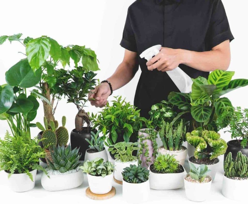 Đơn vị bán cây cảnh tại Hà Nội uy tín, chất lượng 7 Đơn vị bán cây cảnh tại Hà Nội Lasc mang đến nhiều loại cây văn phòng đẹp